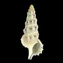 To Conchology (Cerithium columna)