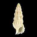 To Conchology (Cerithium columna)