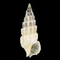 To Conchology (Cerithium balteatum)