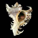 To Conchology (Chicoreus ramosus YOUNG)