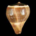 To Conchology (Dendroconus figulinus GLOBOSE)