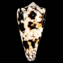 To Conchology (Conus nicobaricus SPECIAL COLOR)