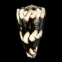 To Conchology (Conus vidua YOUNG)