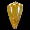 To Conchology (Lividoconus sanguinolentus GRANULATE)