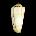 To Conchology (Pionoconus aliwalensis)