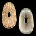 To Conchology (Dendrofissurella scutellum hiantula)