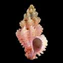 To Conchology (Favartia salmonea PINK)