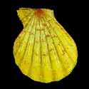 To Conchology (Semipallium dianae YELLOW)