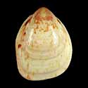 To Conchology (Acrosterigma biradiatum LARGE)