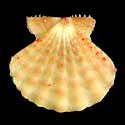 To Conchology (Mirapecten moluccensis ORANGE)