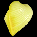 To Conchology (Meiocardia hawaiana YELLOW)