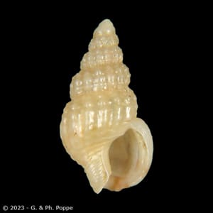 Nassarius liberiensis