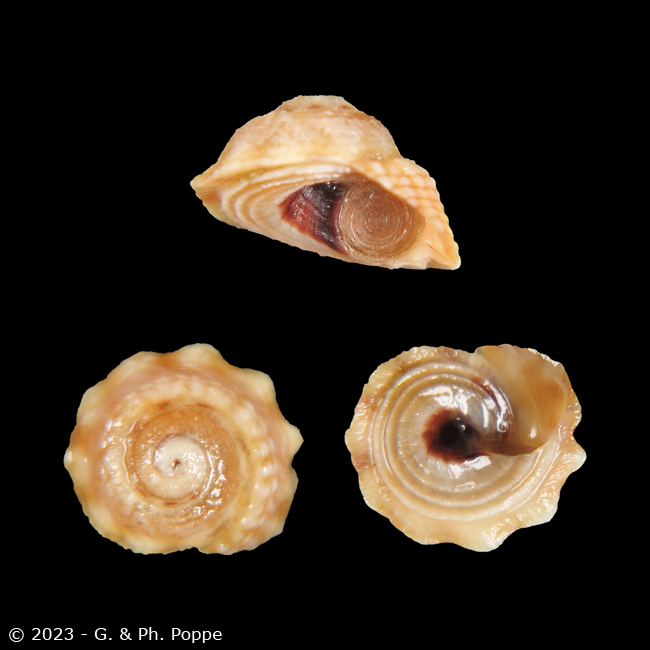 Peasiella roepstorffiana