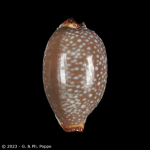 Staphylaea limacina limacina