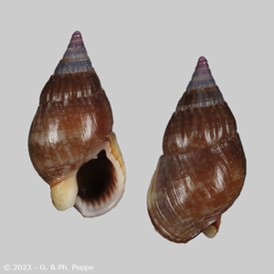 Nassarius gaudiosus cf.