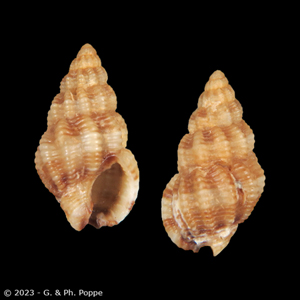 Nassarius goreensis