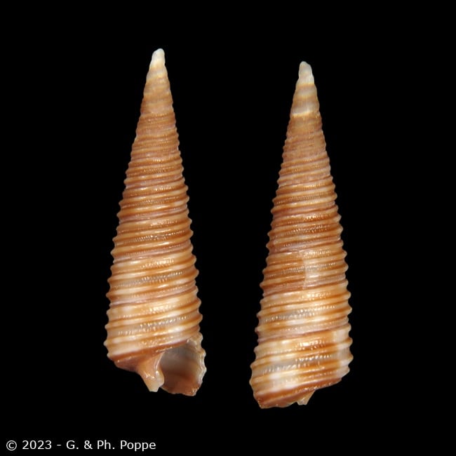 Seila carinata cf.