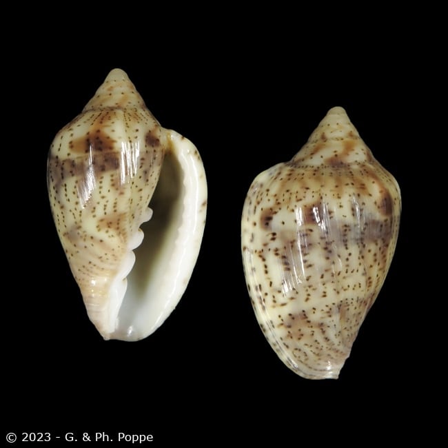 Glabella denticulata