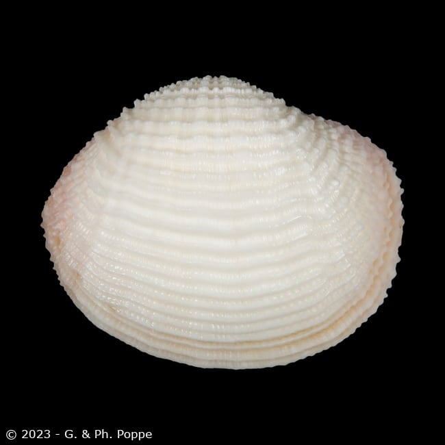 Fimbria fimbriata