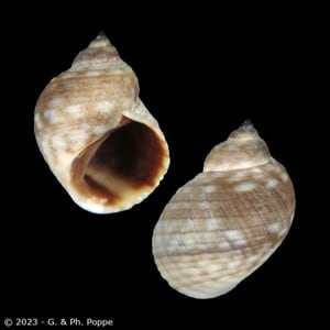 Echinolittorina biangulata