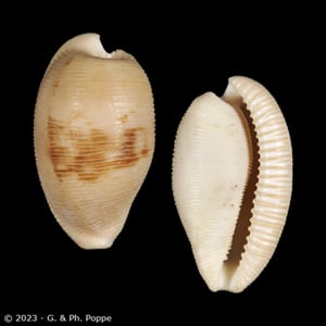 Cypraeovula capensis capensis