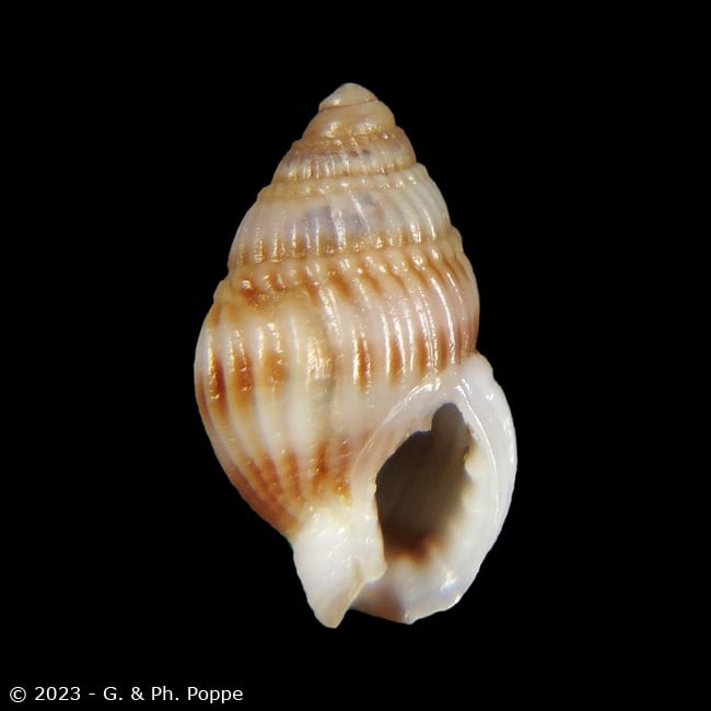 Nassarius agapetus