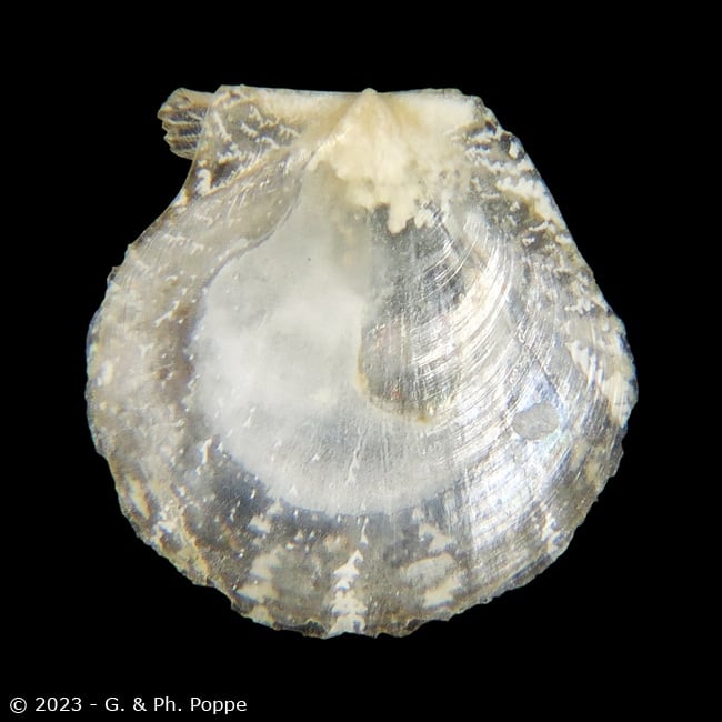 Palliolum minutulum