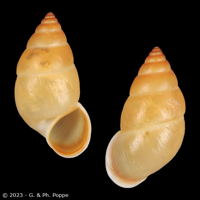 Hainesia crocea