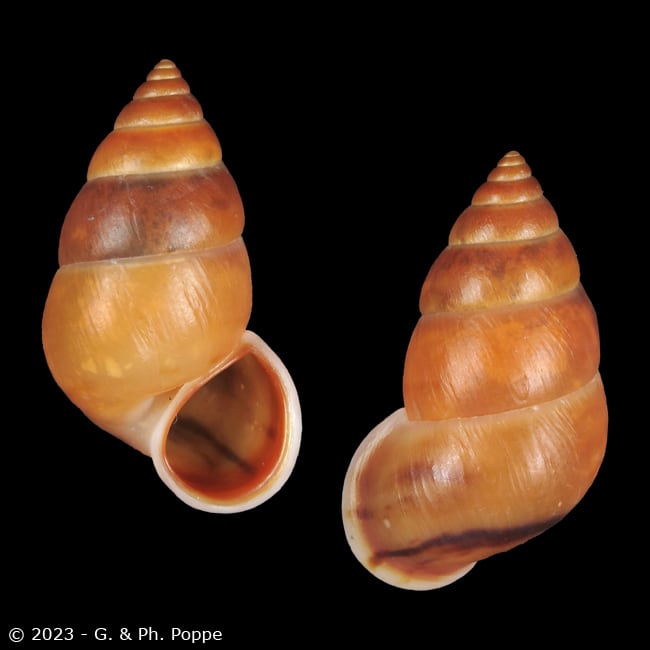 Hainesia crocea