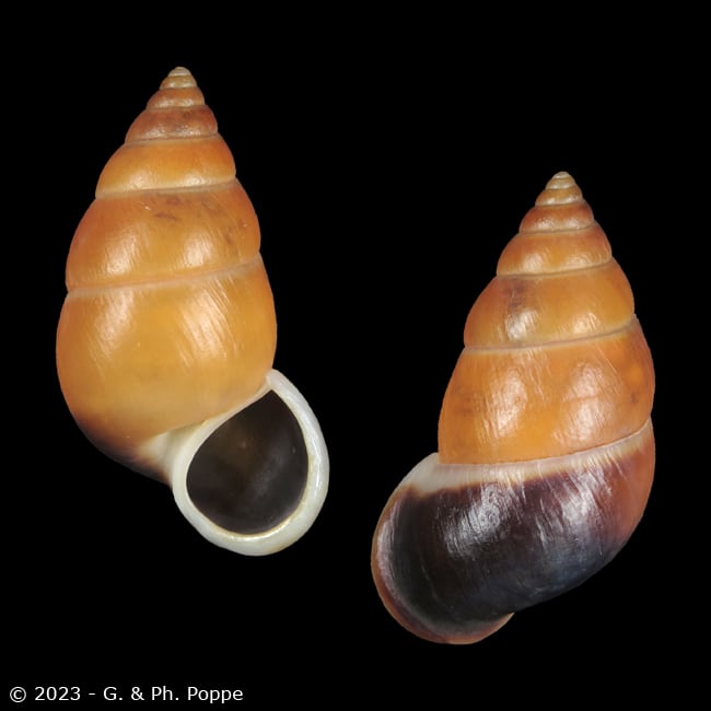 Hainesia crocea