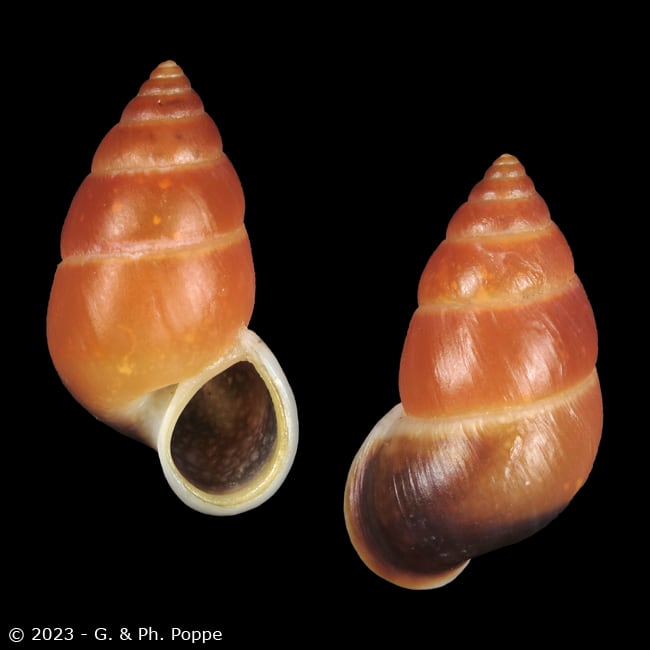 Hainesia crocea