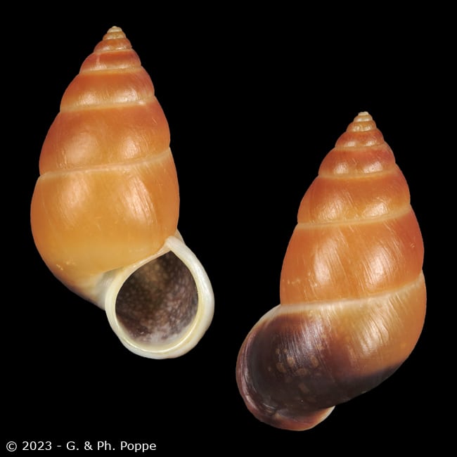 Hainesia crocea