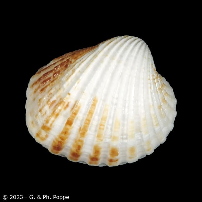 Cardites canaliculatus