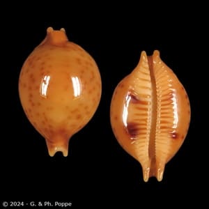 Pustularia globulus sphaeridium