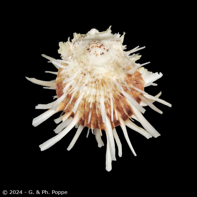 Spondylus variegatus