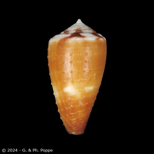 Strategoconus ferrugineus f. sophiae