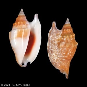 Euprotomus bulla ORANGE