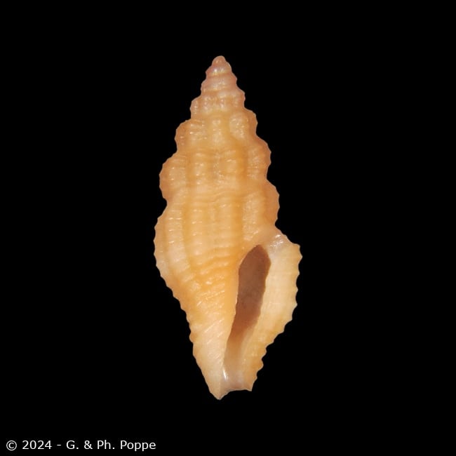 Lienardia crassicostata