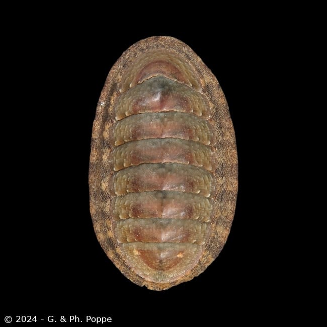 Ischnochiton comptus