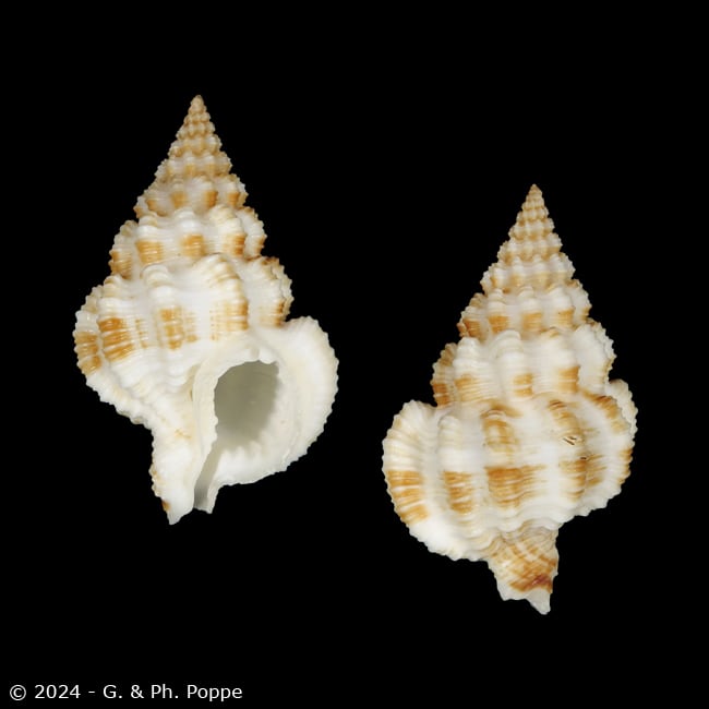 Nassaria amboynensis