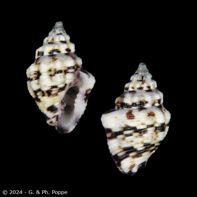 Euplica varians