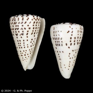 Lithoconus leopardus