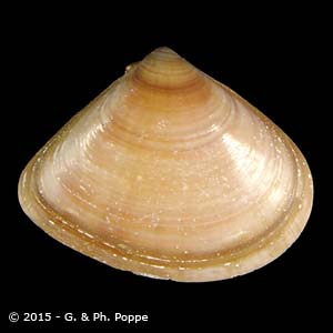 Tivela damaoides