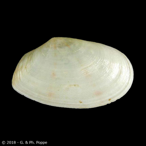 Macoma clathrata