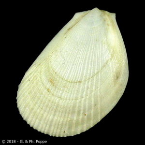 Limaria tuberculata