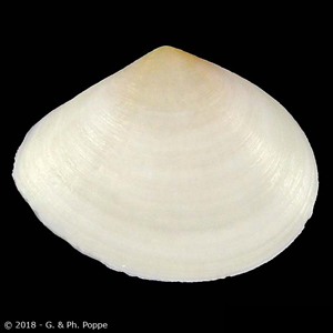 Macoma litoralis