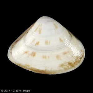 Tivela rejecta