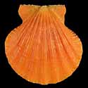 To Conchology (Bractechlamys vexillum ORANGE)