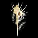 To Conchology (Murex pecten)