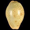 To Conchology (Naria citrina citrina GIANT)